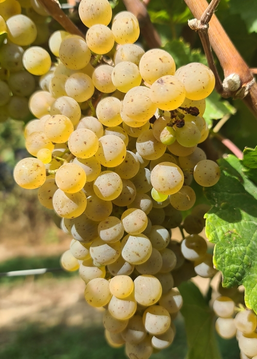 Donauriesling 20260907 144228